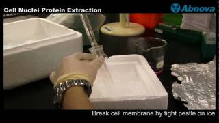 Cell Nuclei Protein Extraction [upl. by Margherita]