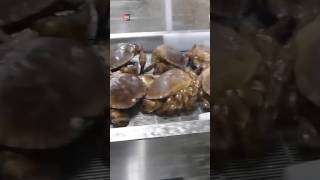 Why Are Asian Shore Crabs So Evil [upl. by Sul]