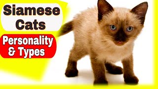 Siamese Cats  Personality and Types of Siamese Cats [upl. by Wheaton828]