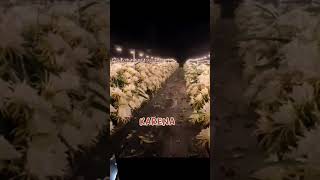 Keindahan lampulampu di kebun buah naga malam hari di luar negrifruit shortvideo [upl. by Hoffert376]