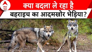 Bahraich Wolf Attack एबीपी के कैमरे से देखिए बहराइच में रात को कैसे चलाया जा रहा ऑपरेशन भेड़िया [upl. by Enialem]