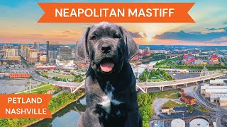 Neapolitan Mastiff Breed Highlights [upl. by Girardi]