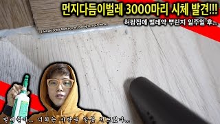 집에 벌레약 뿌리고 일주일 후 벌레3000마리 시체가  허팝 Kill Booklice amp Psocoptera [upl. by Eyot827]