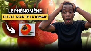 Voici ce qui vous guette quand vous décidez de faire de la tomate [upl. by Westleigh]