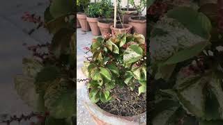 Acalypha wilkesiana viralvideo containergardening plants rooftopgarden gardeningtips garden [upl. by Oswin]