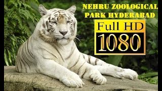 NEHRU ZOOLOGICAL PARK HYDERABAD  COMPLETE TOUR [upl. by Oicram536]