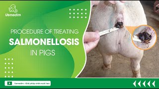 PROCEDURE OF TREATING SALMONELLOSIS IN PIGS [upl. by Abbotsen264]