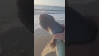 Bonnethead shark ready for release at Cocoa Beach tight lines [upl. by Coad]