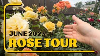 June 2023 Rose Garden Tour A Feast For the Senses [upl. by Joey]