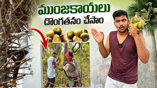 Ice Apple Dongatanam Chesam😱  Tati Munjakayalu  Telugu Vlogs  Hellokaka [upl. by Onairam]