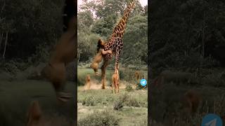 Giraffe vs Lion The Ultimate Showdown 🦒🦁 Epic Wildlife Battle in the Wild 🌍 shorts shortsfeed [upl. by Edya]