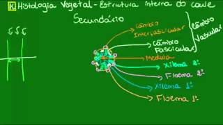 Caule secundário  Botânica  Biologia [upl. by Ybroc]