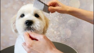 Grooming Guide  How to Groom a Puppy 11 [upl. by Maltzman]