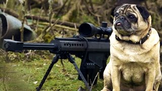 Sniper Pug [upl. by Cymbre]