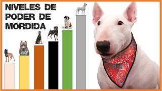 Razas de Perros con la Mandíbula mas Poderosa [upl. by Alyworth]