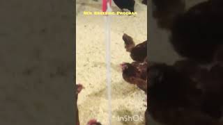 Rhode Island Red Hens and Astrologue maleBreeds HensProgram [upl. by Navar]