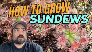 FAST Growing Carnivorous Sundews Time Lapse [upl. by Enomaj906]