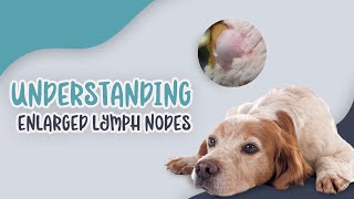 Understanding Enlarged Lymph Nodes in Pets Causes Symptoms and Care [upl. by Rola991]