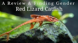 பல்லி வளர்க்க ஆசையா  Red Whiptail Catfish [upl. by Ahsir313]