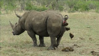 Southern White Rhino Marking Territory  Kruger Park Sightings [upl. by Adohr]