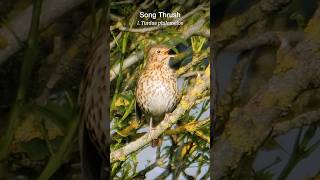 Song Thrush singing at sunrise [upl. by Rexer]