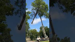 Crane Removal for oak tree arborist treeremoval chainsaw treecare treeworker groundwork sthil [upl. by Amitie]