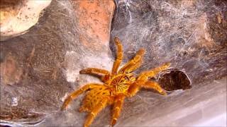 Haltung der Roten UsambaraVogelspinne  Pterinochilus murinus   Exotik Tv [upl. by Bernat]