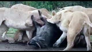 Incredible Footage Lions Eats a Warthog Alive [upl. by Ion]