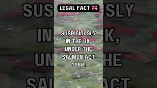 Handling Salmon in the UK 🇬🇧 [upl. by Ahseel]