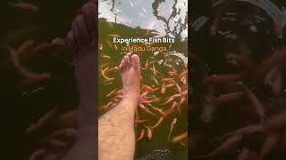 Experience Madu Ganga Fish Massage  Balapitiya  Sri Lanka [upl. by Aifas317]