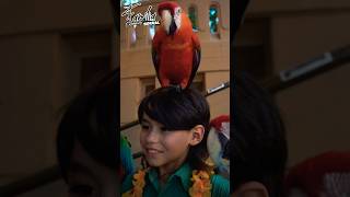 Encontré estás Guacamayas en Puerto Rico 🤍🇵🇷 videos [upl. by Neraa]