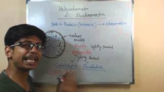 Euchromatin and hetero chromatin  structure and difference [upl. by Ardnait]