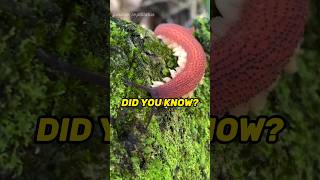 Totally Radula detailenjoyer didyouknow nowyouknow Red velvet worm mollusk insect nature [upl. by Eigna219]