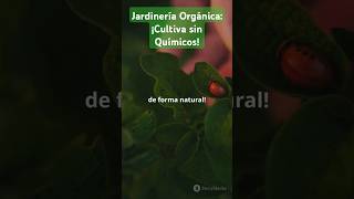 Jardinería Orgánica ¡Cultiva sin Químicos [upl. by Eninahpets]