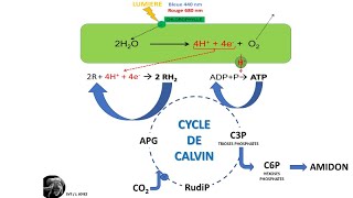 La photosynthèse dans le chloroplaste [upl. by Brawley]