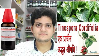 गिलोय। Tinospora Cordifolia  Homeopathic medicine tinospora  Sign and symptoms [upl. by Dame]