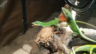 My Green Anoles Hunting At Their Favorite Spot Free Roam Reptiles [upl. by Lorin814]