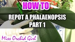 How to repot a Phalaenopsis Orchid Part 1 [upl. by Eihtur451]