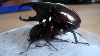 Xylotrupes gideon sumatrensis  Rhinoceros Beetle  Nashornkäfer [upl. by Dedrick]