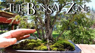 Re potting My Cedar Clump Bonsai and My Guava Tree The Bonsai Zone May 2018 [upl. by Yerffoj]