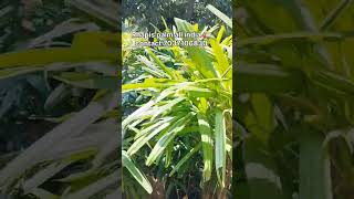 Rhapis palm plants all india 🚛gardenindoorplantplantnurser [upl. by Odnesor184]