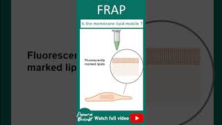 Fluorescence Recovery After Photobleaching FRAP  CSIR NET  Biotechniques in 1 minute [upl. by Nalaf]