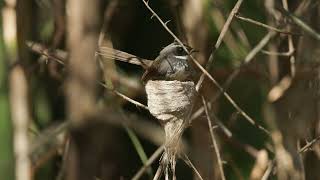 White spotted fantail on her nest [upl. by Esidnac753]