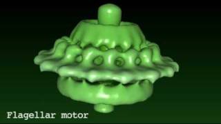 Flagellar motor [upl. by Arihsat]