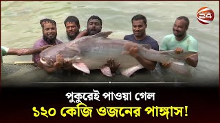 একটি পাঙ্গাসের ওজন ১২০ কেজি  Pangas Mach  Bangladesh  Channel 24 [upl. by Gokey]