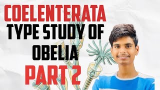 Obelia part 2 bsc zoologybsc life science NEP policy [upl. by Priestley]