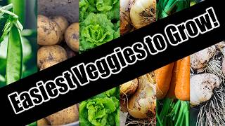 Top 6 Easy To Grow Vegetables For BeginnersSEED TO HARVEST [upl. by Coleen]