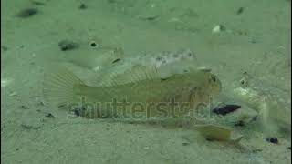 stock footage several round goby neogobius melanostomus looking for food on a sandy bottom close up [upl. by Anirdnajela]