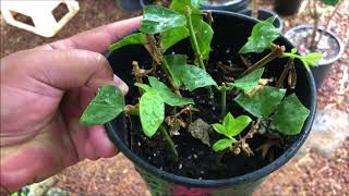 Growing JASMINE cuttings  Pikake  Jasminum Sambac Part 2 [upl. by Asset]