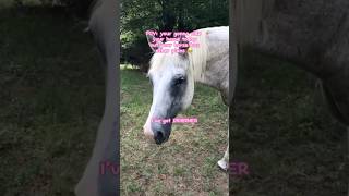 He’s got DIIIIINNER 🤣🤣🤷‍♀️ horses funny comedy shorts fypシ゚viral viralshorts trending [upl. by Ettena]